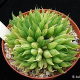 Haworthia mucronata (available 8.5cm and 10.5cm Ø)